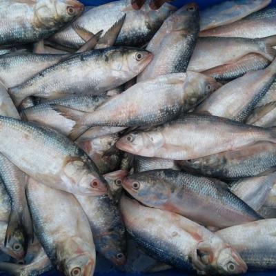 Fish Are Happy and Healthy Images may be subject to copyright. Learn More