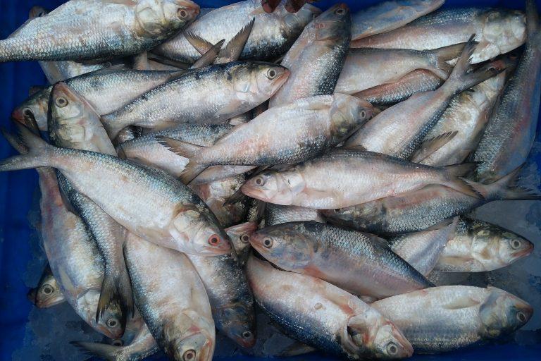 Fresh Seafood